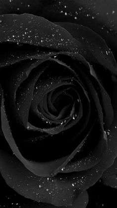 Image for the poem - - - BEHIND HER BLACK ROSE - - -