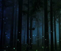 Image for the poem catching fireflies