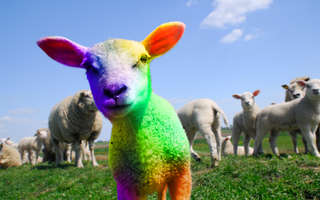 Image for the poem THE COLOURED SHEEP