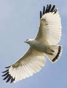 Image for the poem white hawk