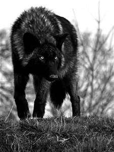 Image for the poem the rise of black wolf