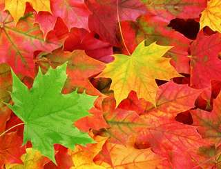 Image for the poem As The Leaf Falls Below