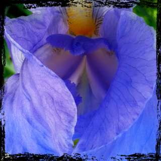 Image for the poem your iris