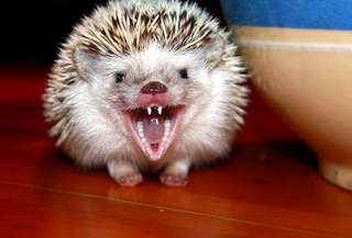 Image for the poem Hedgehogs Know 