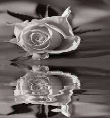 Image for the poem A rose in water