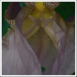 Image for the poem BEARDED IRIS