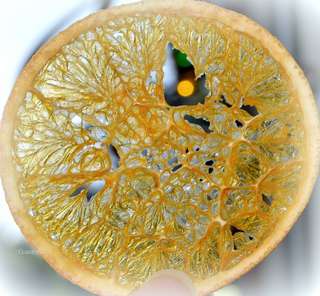 Image for the poem Arteries of an Orange 