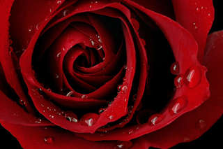 Image for the poem A Rose by Any Other Name