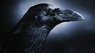 Image for the poem Witnesses of the Crow (my birthday poem) 