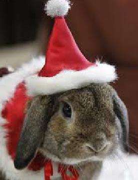 Image for the poem The Adventures of Hoppity Hop (The Christmas Rabbit) 