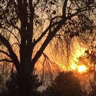 Image for the poem Solstice Sunrise through a Tree 