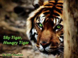 Image for the poem Shy Tiger, Hungry Tiger
