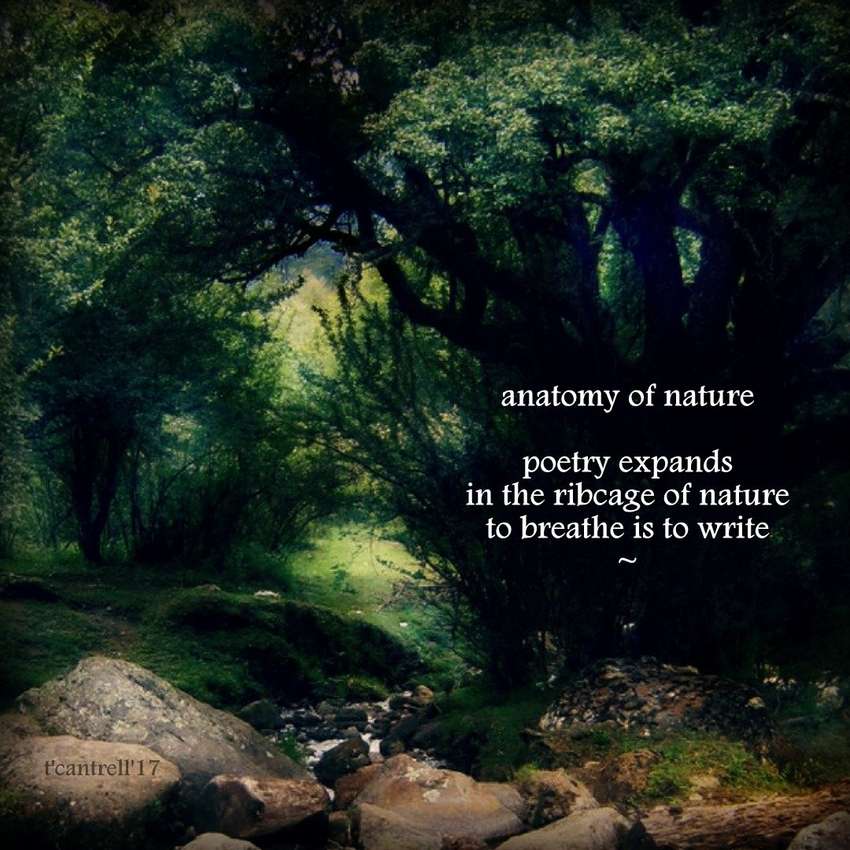 Visual Poem anatomy of nature 