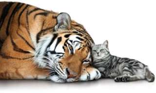 Image for the poem *Old Tom & the Tiger