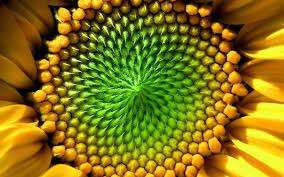 Image for the poem The Mighty Sunflower