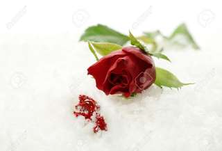 Image for the poem Red Rose Pain