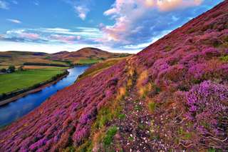 Image for the poem among the heather