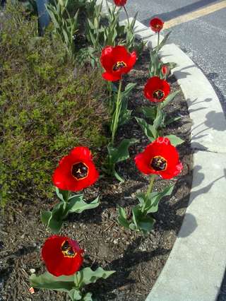 Image for the poem Geranium On Tulip Row