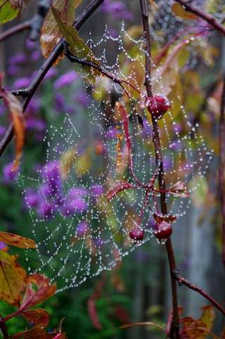 Image for the poem hush nature speaks