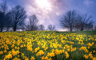 Image for the poem Floating on Daffodils