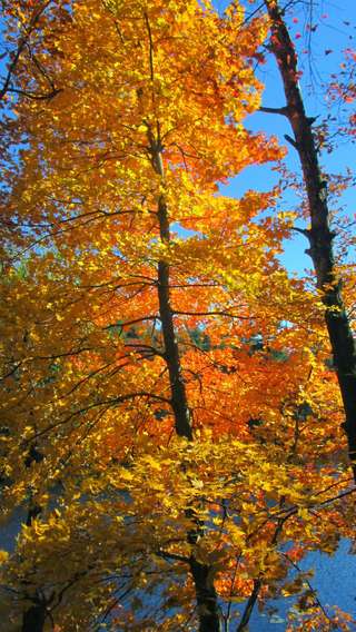 Image for the poem Fallen leaves