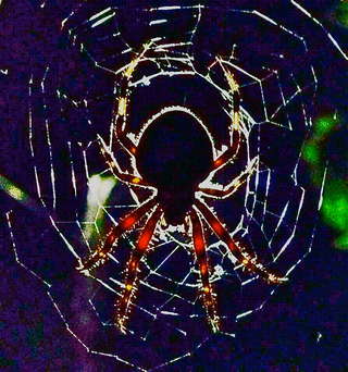 Image for the poem ( Starving Spider )