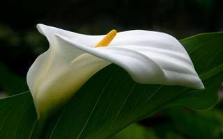 Image for the poem Ode to the Calla Lily