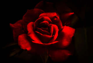 Image for the poem A Rose by Any Other Name