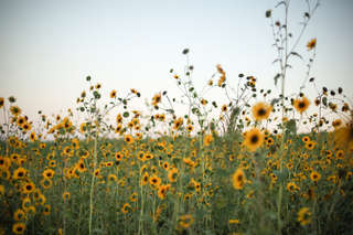 Image for the poem the wild sunflower