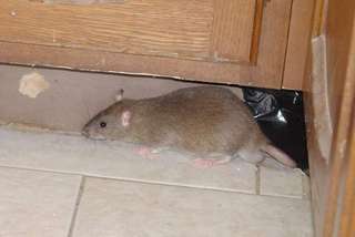 Image for the poem The Comedy House II: The Rats