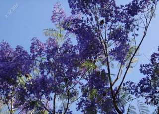 Image for the poem Jacarandas Genuflect as Summer Takes Its Leave