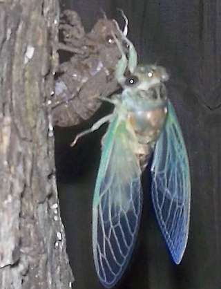 Image for the poem WE ALL BEGIN UNDERGROUND (a cicada
