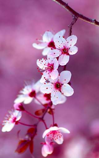 Image for the poem cherry blossom