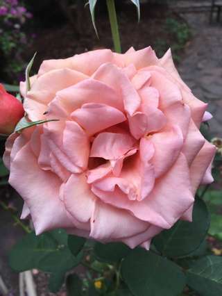 Image for the poem Pink Rose