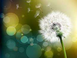 Image for the poem dandelion seed