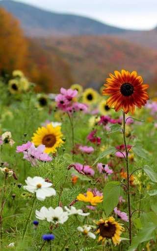 Image for the poem sunflower