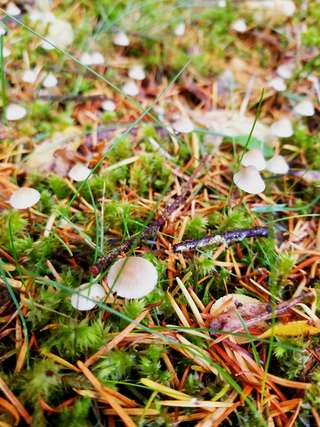 Image for the poem Butterscotch and Moss - (For nature comp)