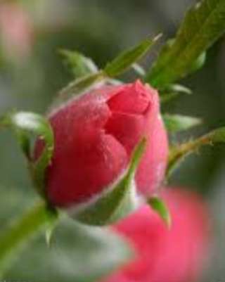 Image for the poem The Little Shy Rose Bud