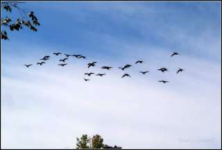 Image for the poem Autumn I : Sacred Geometry of Geese 