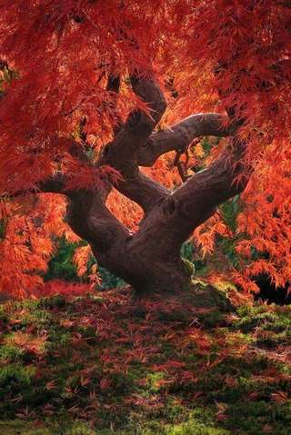 Image for the poem Autumn V : Contortionist 