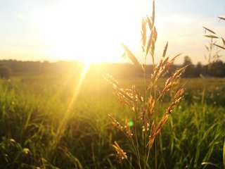 Image for the poem Playing In The Field