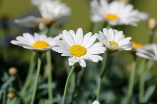 Image for the poem Daisy