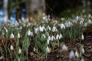 Image for the poem Snowdrops