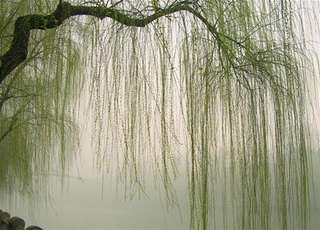 Image for the poem Willow