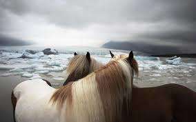 Image for the poem All the Pretty horses~ co write with John Patrick Robbins