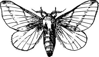 Image for the poem Moth 