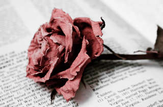 Image for the poem roses for the forlorn 