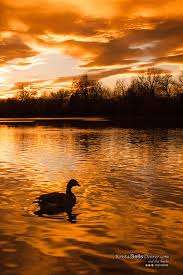 Image for the poem Eutrophication Of Golden Pond