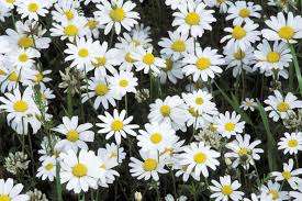 Image for the poem Like Daisies On Stalks