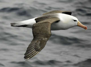 Image for the poem The Albatross 